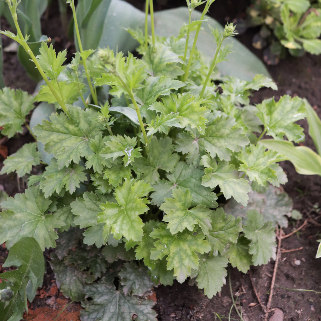 Heuchera 'Apple Crisp' 2L