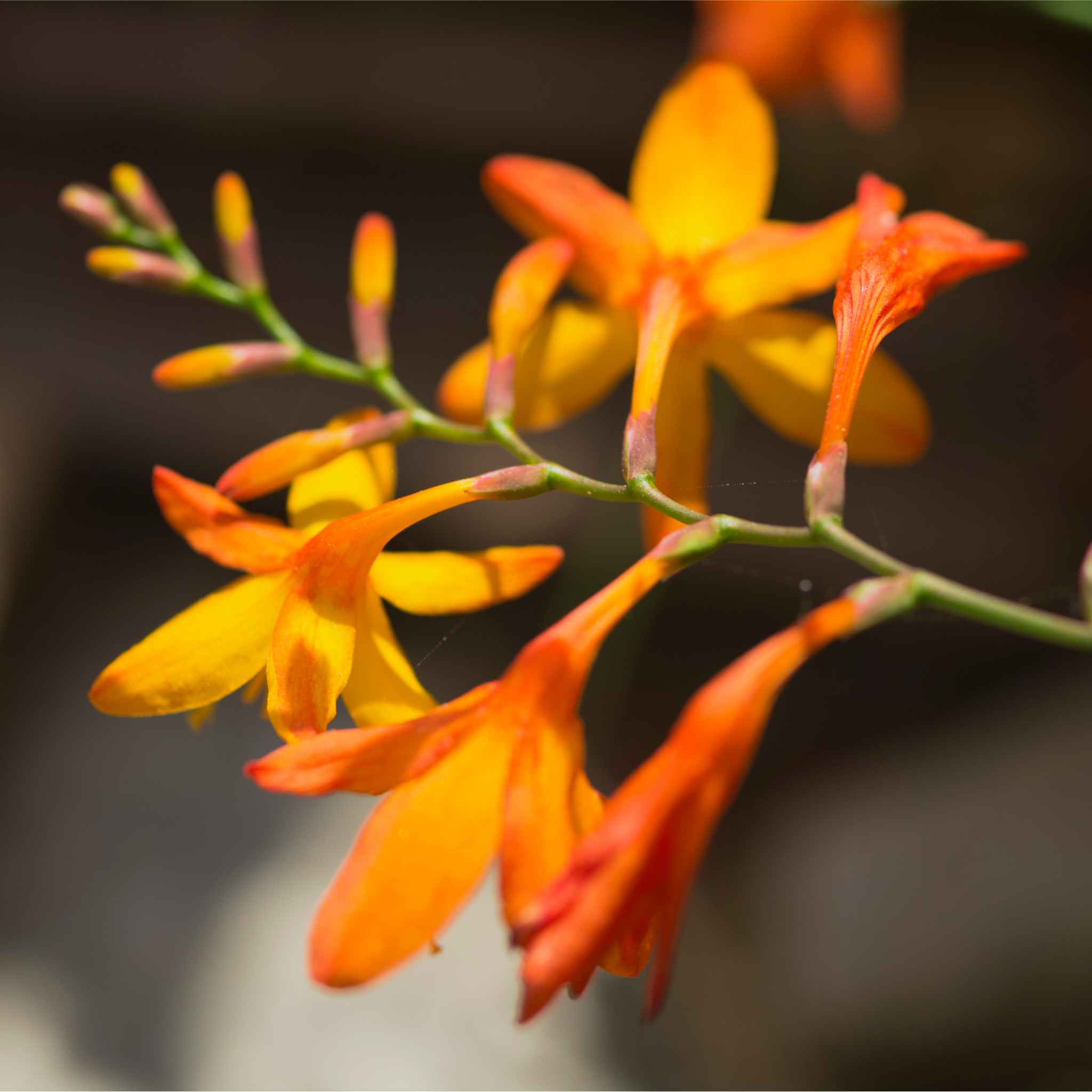 Crocosmia x crocosmiiflora 'Emily Mckenzie' 9cm/2L