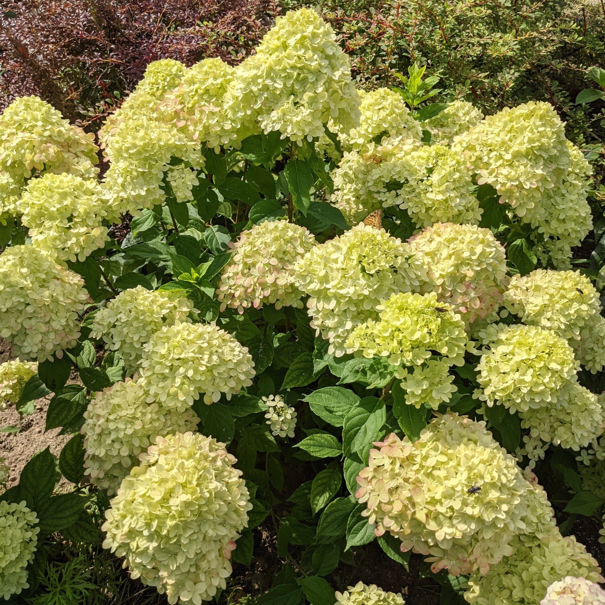 Hydrangea paniculata 'Little Lime' 3L / 5L