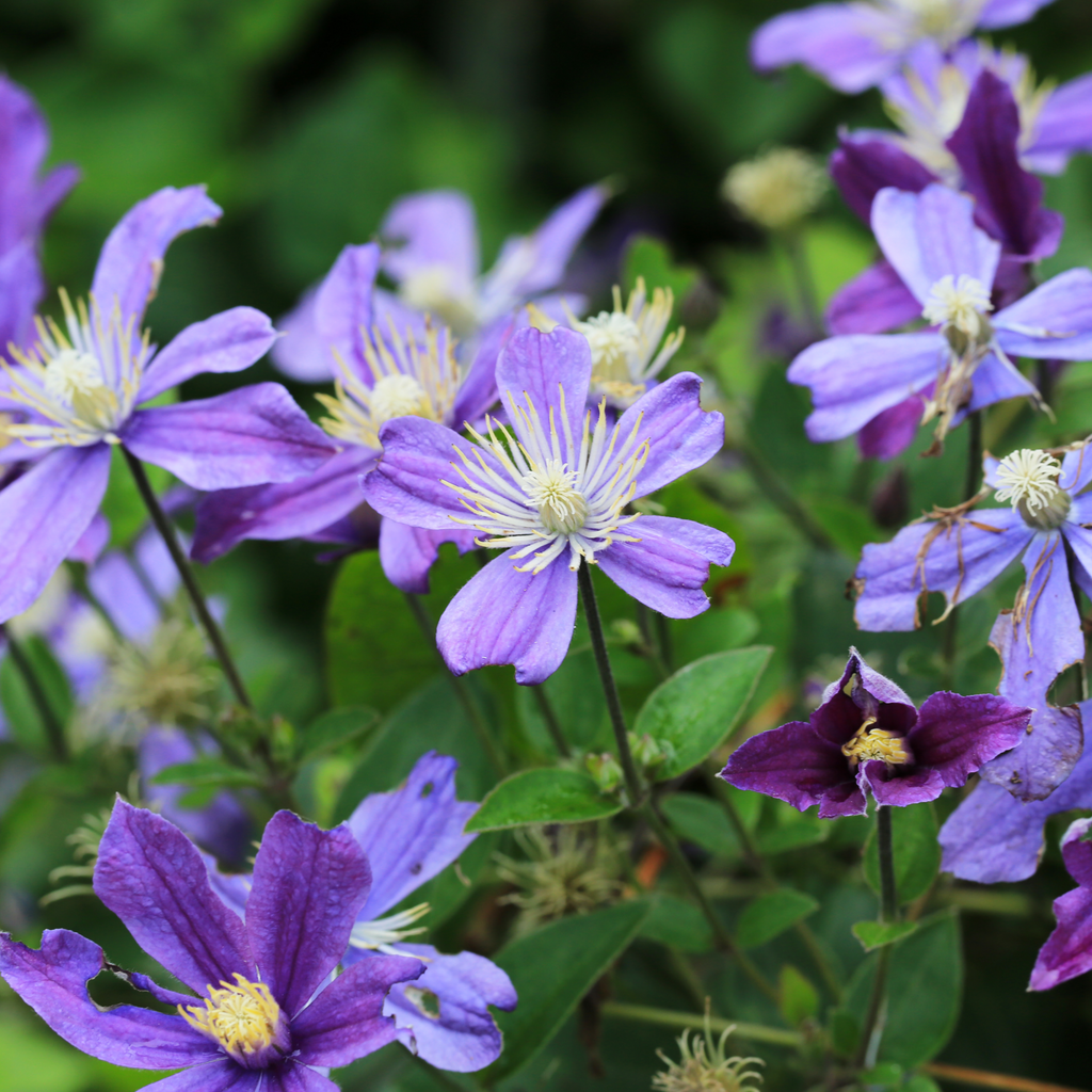 Clematis 'Arabella'
