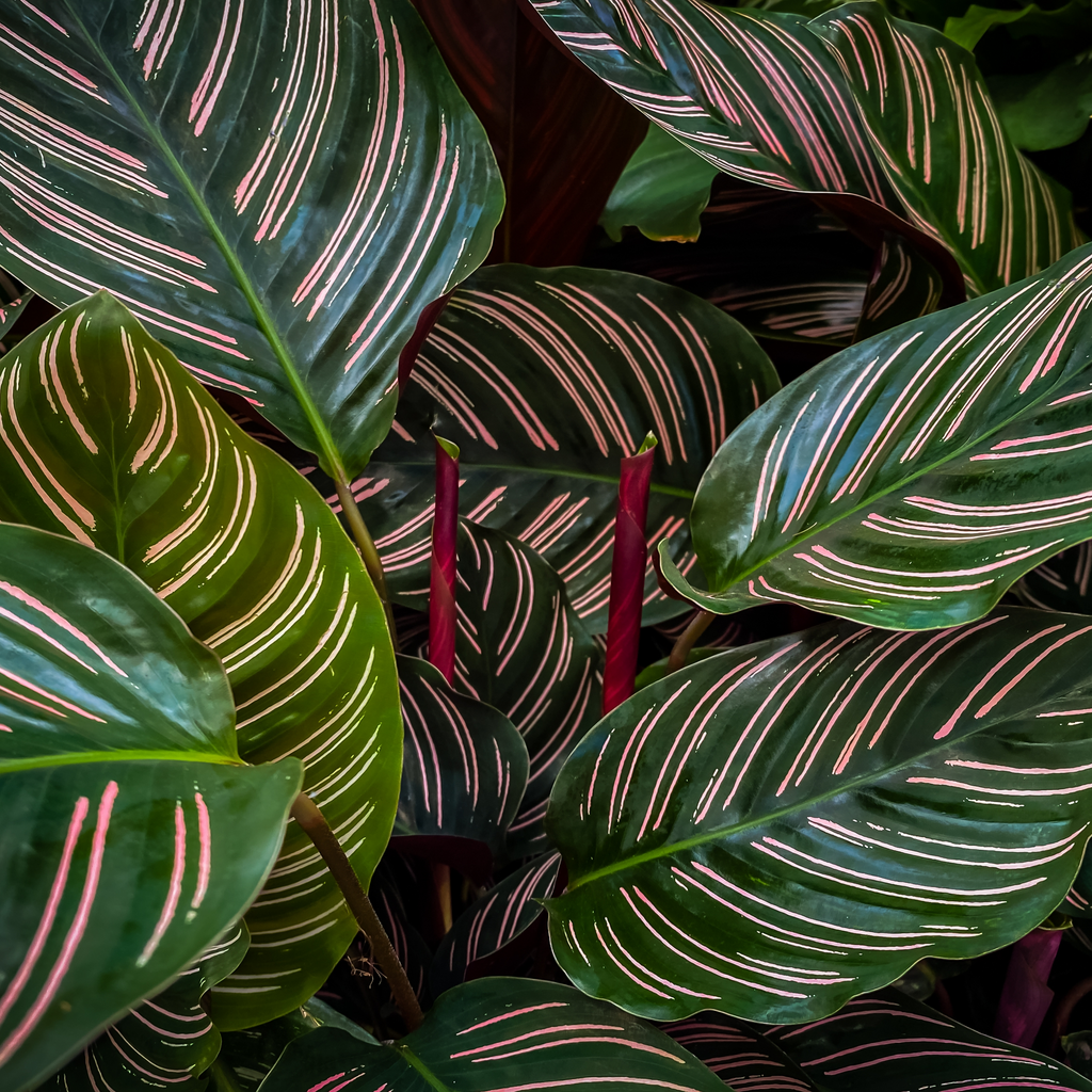 Calathea sanderiana 50cm