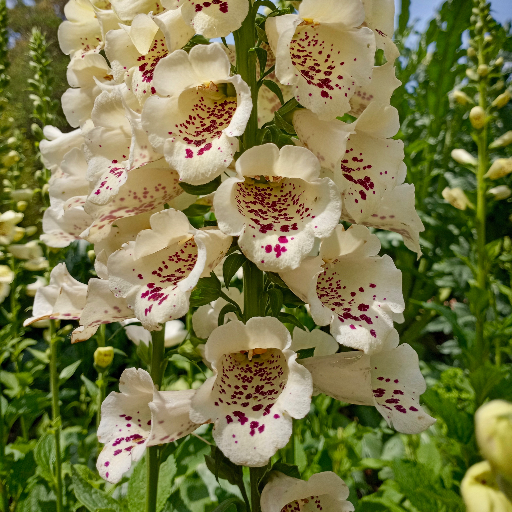 Digitalis purpurea Cream | (Foxglove) 1.5L