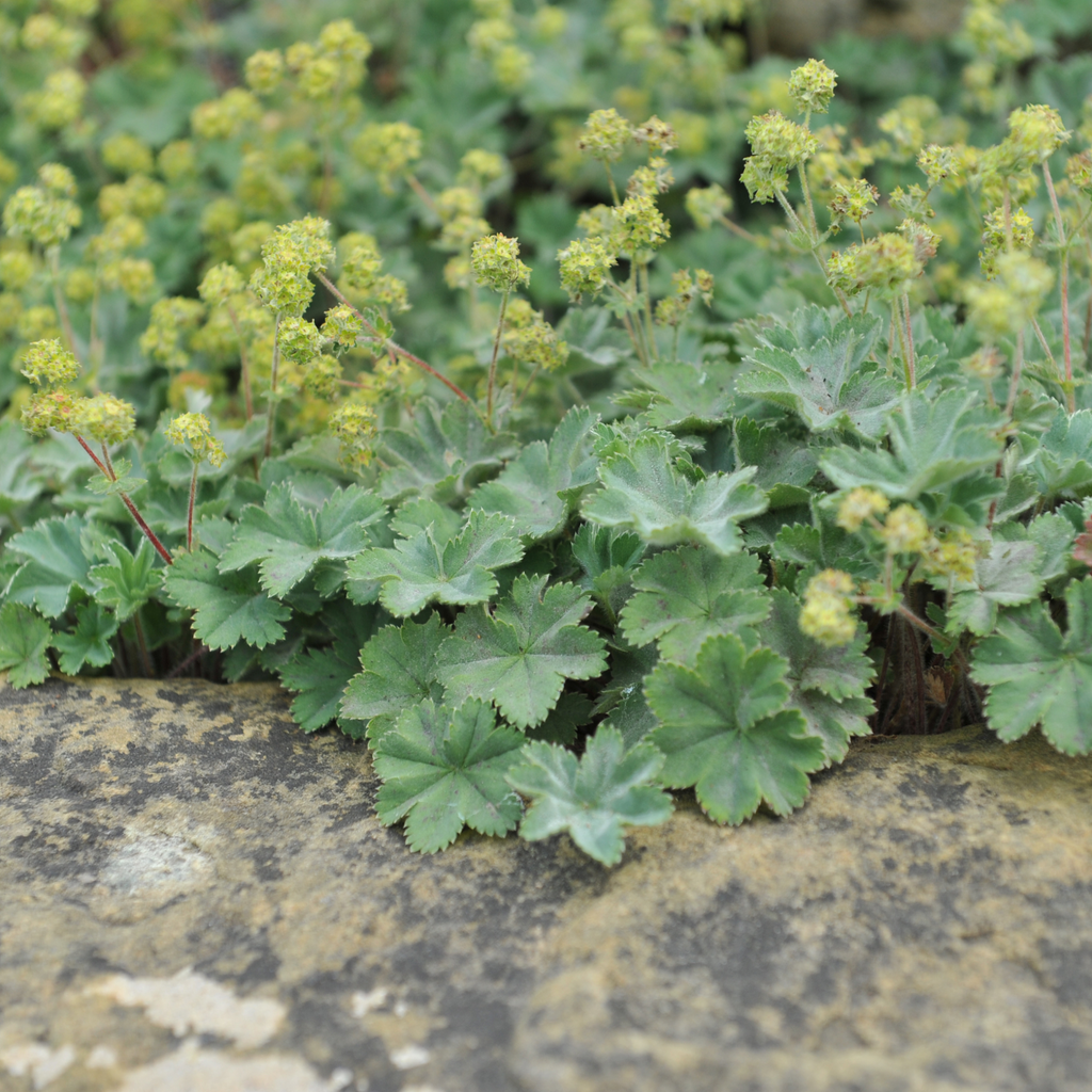 Alchemilla mollis 9cm