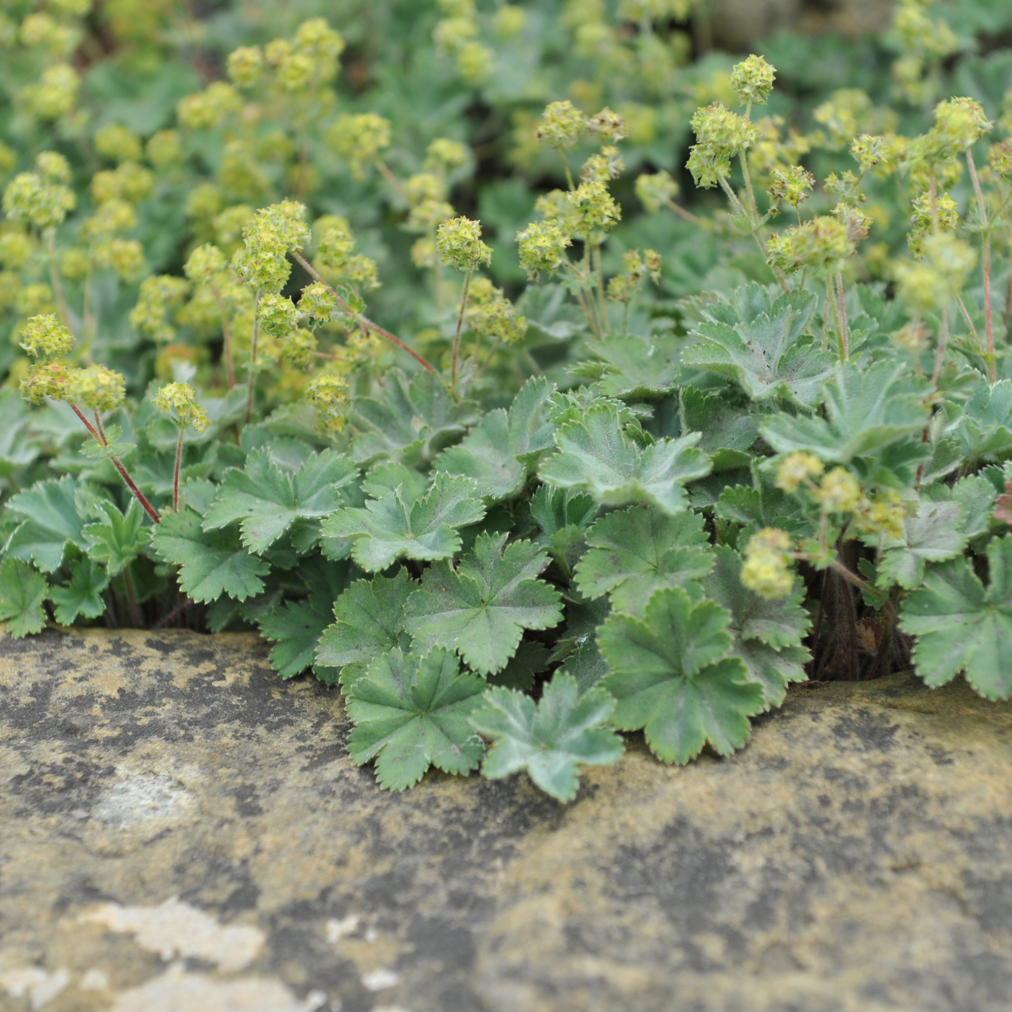 Alchemilla mollis 9cm
