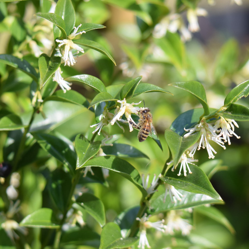 Sarcococca confusa 9cm/1L/2L