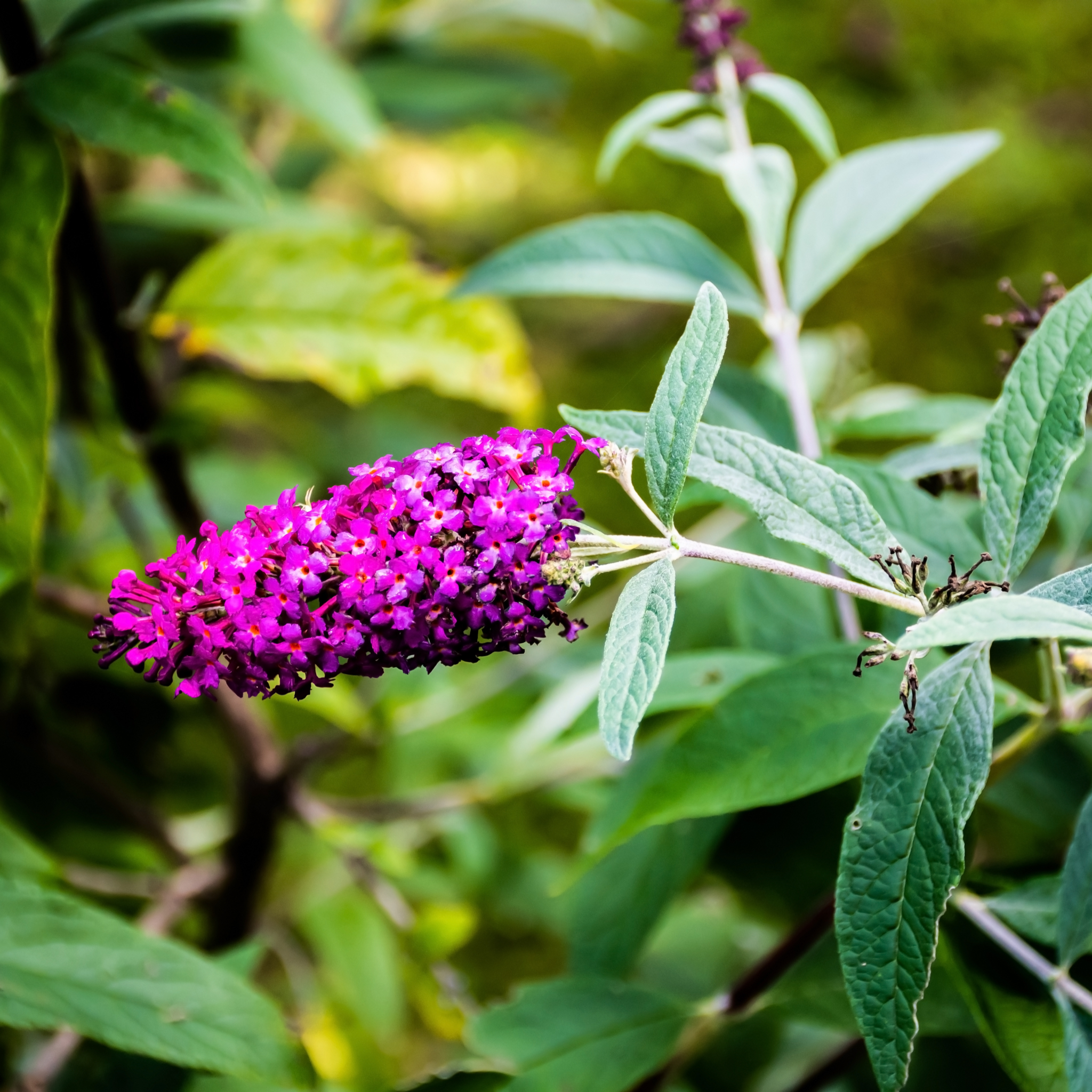 Buddleja Butterfly Candy 'Little Purple' 1/3L
