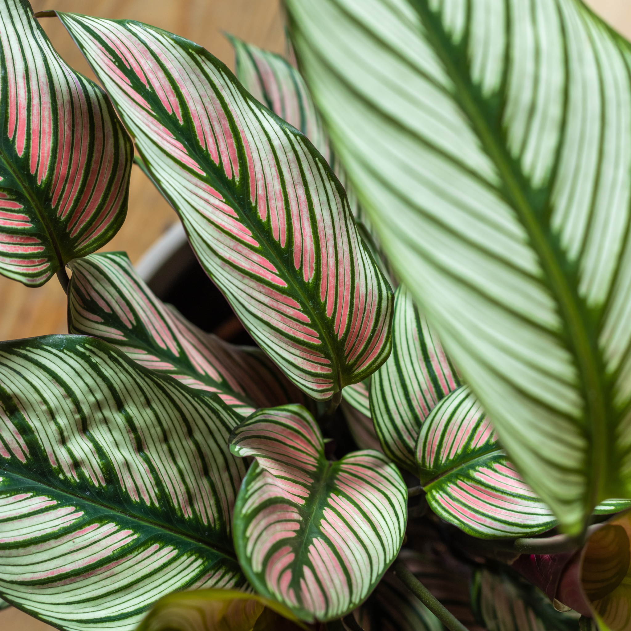 Calathea whitestar 50cm