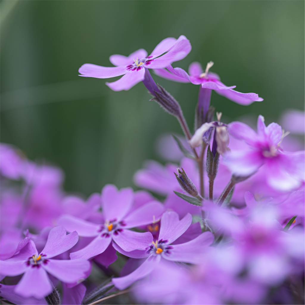 Phlox subulata GoldiPhlox Light Pink 1.5L