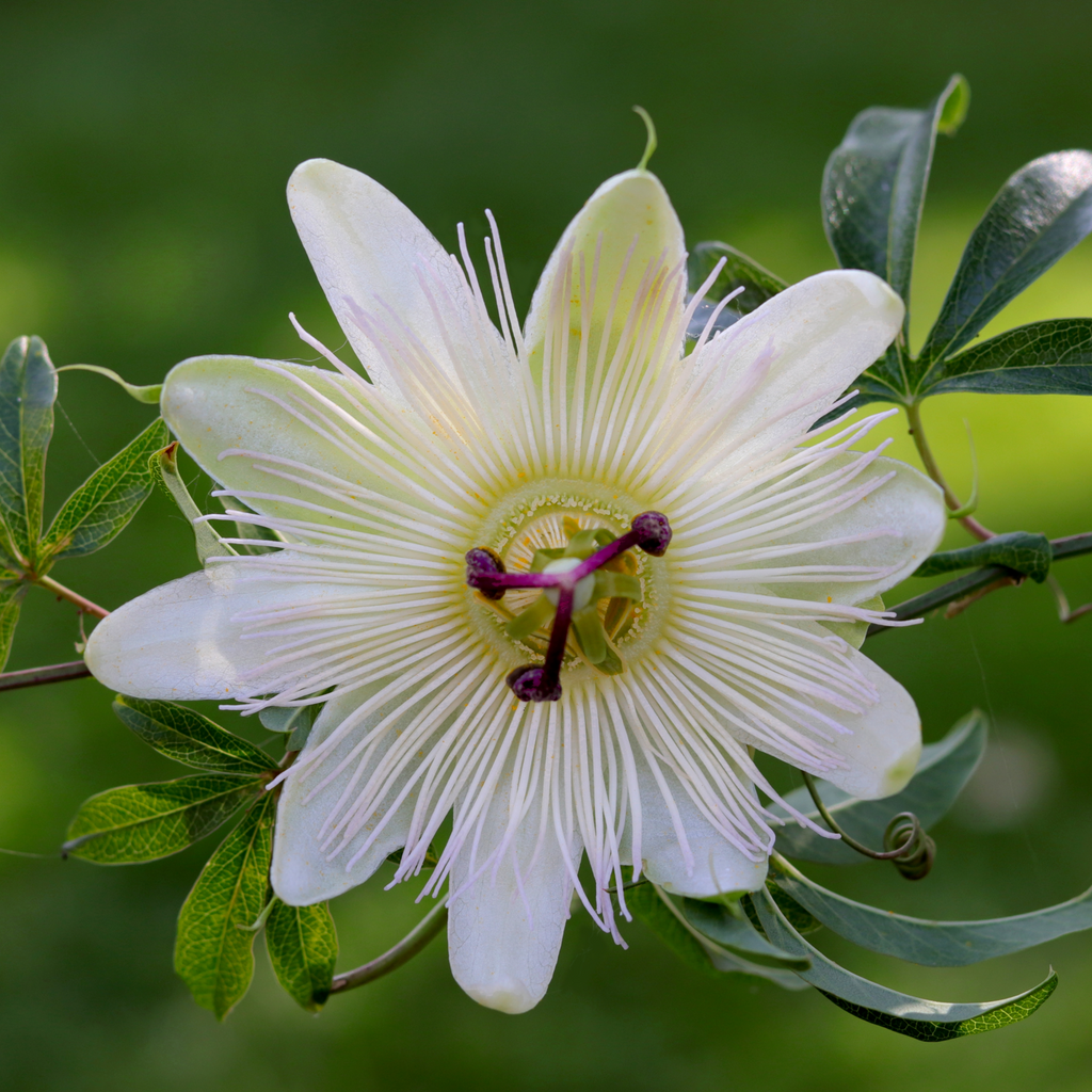 Passionflower Climber | Constance Elliot | 60cm