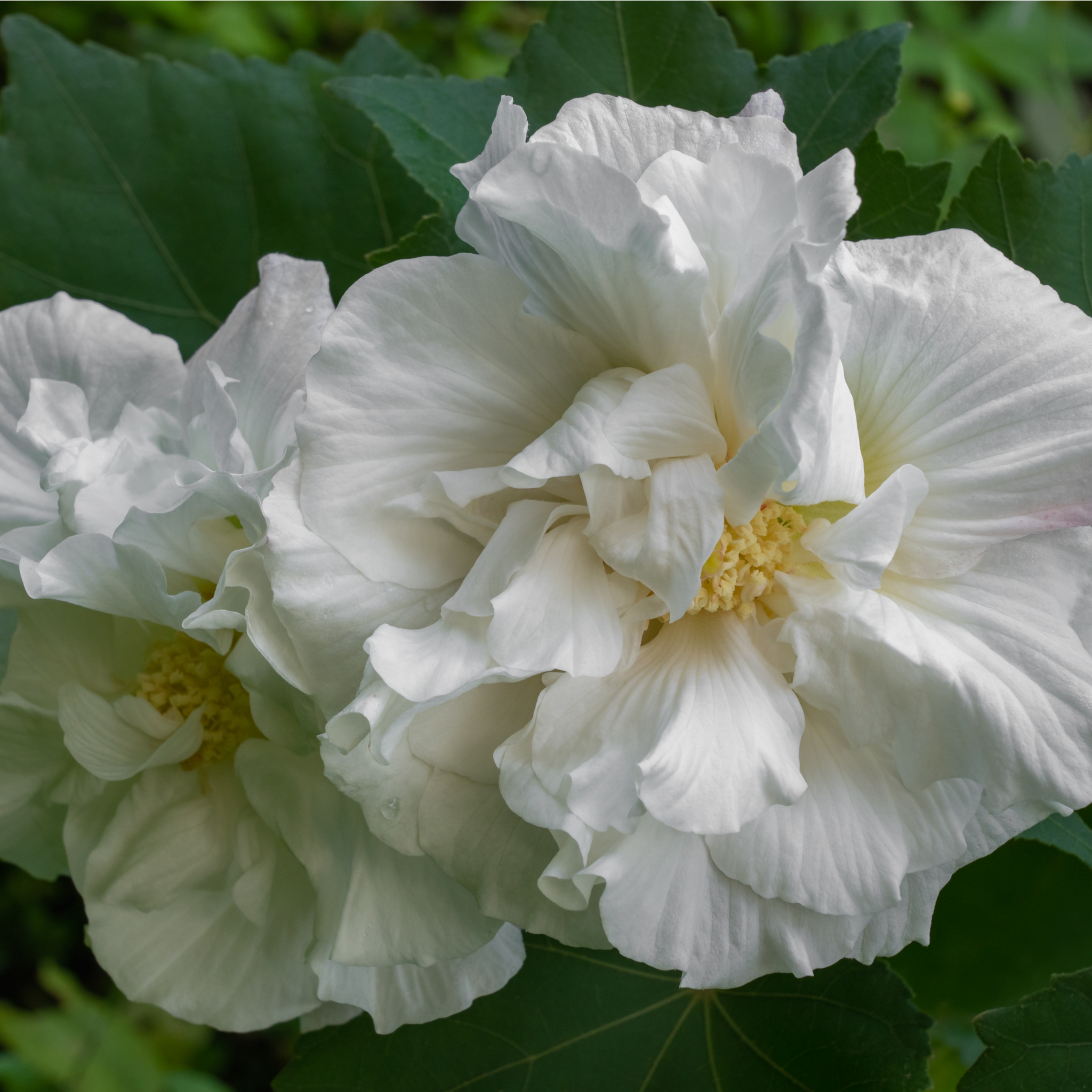 Hibiscus Syriacus 'Admiral Dewey' - White
