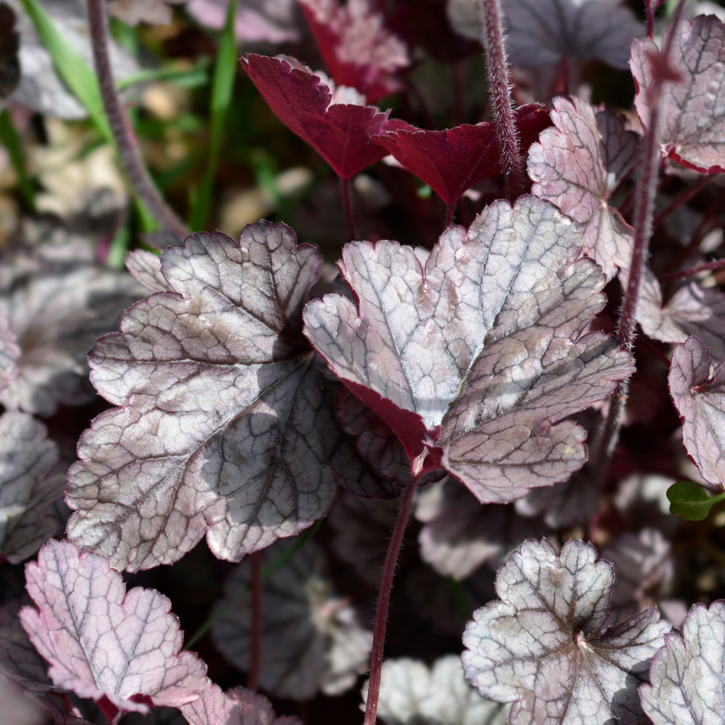 Heuchera 'Cinnabar Silver' 2L