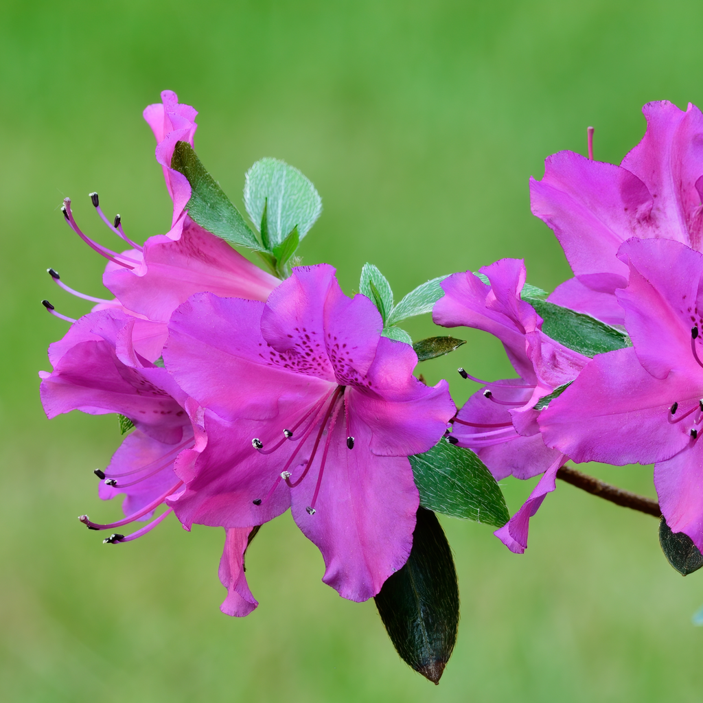 Azalea japonica 'Amoena' 2/5L