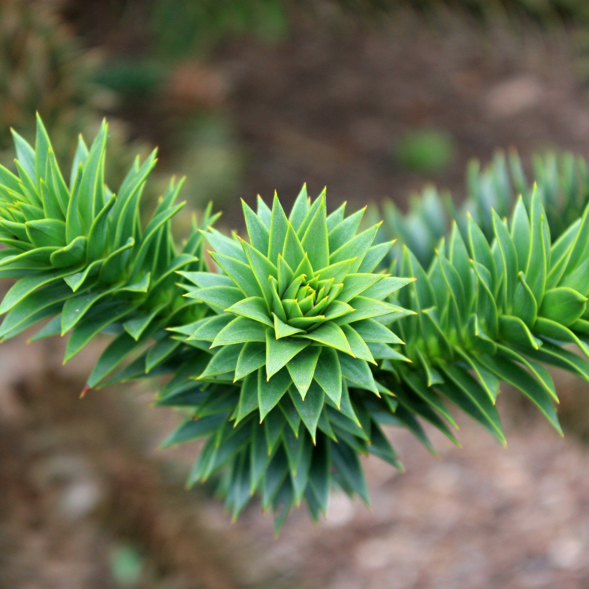 Araucaria Araucana | Monkey Puzzle Tree