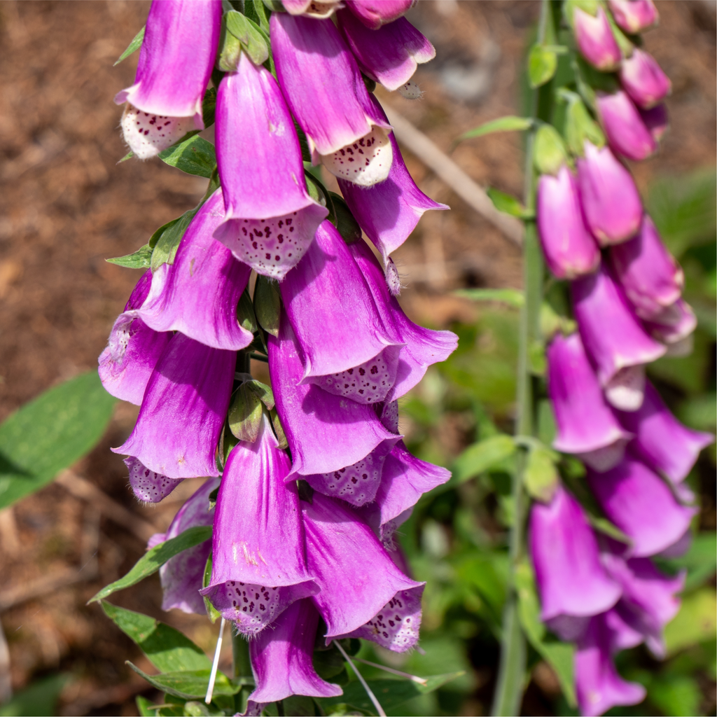 Foxgloves Digitalis purpurea Purple 3L