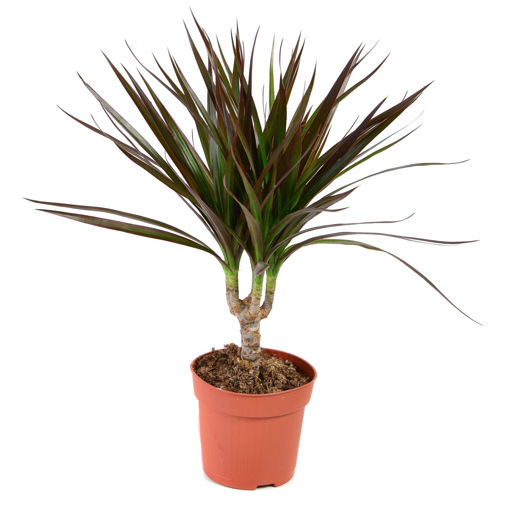 Dracaena Marginata 'Dragon Tree' 1 Stem