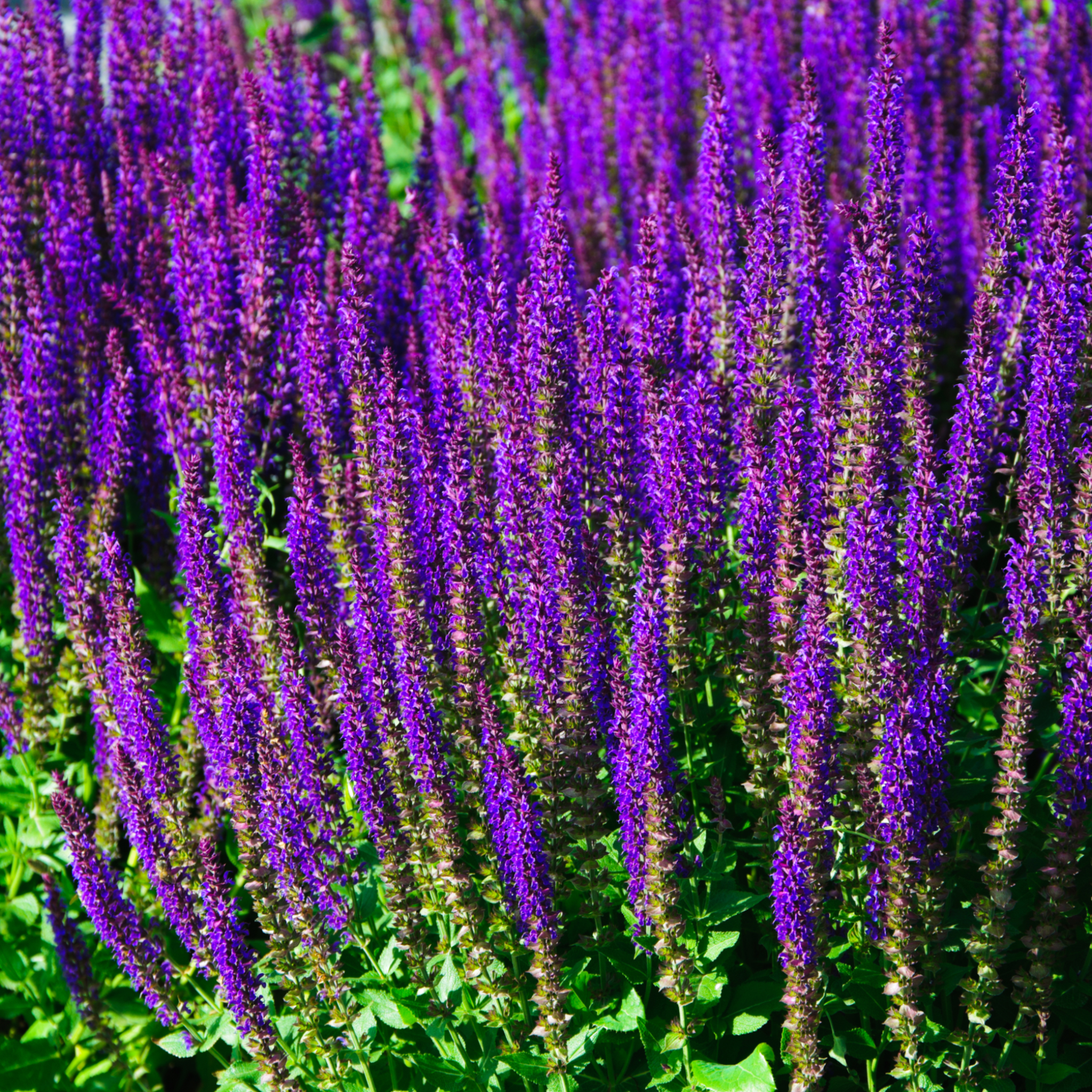 4 x Purple Flowering Perennials – 9cm Pots