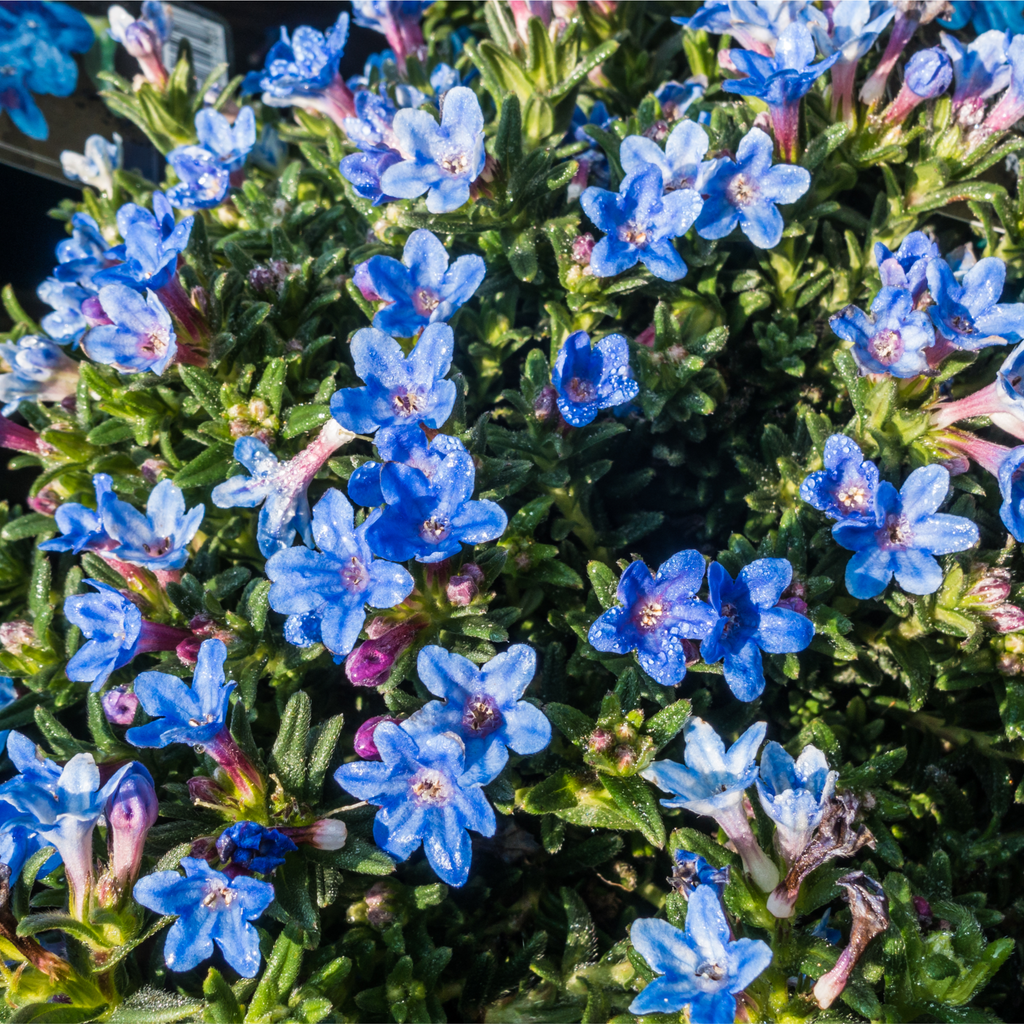 Lithodora 'Heavenly Blue'