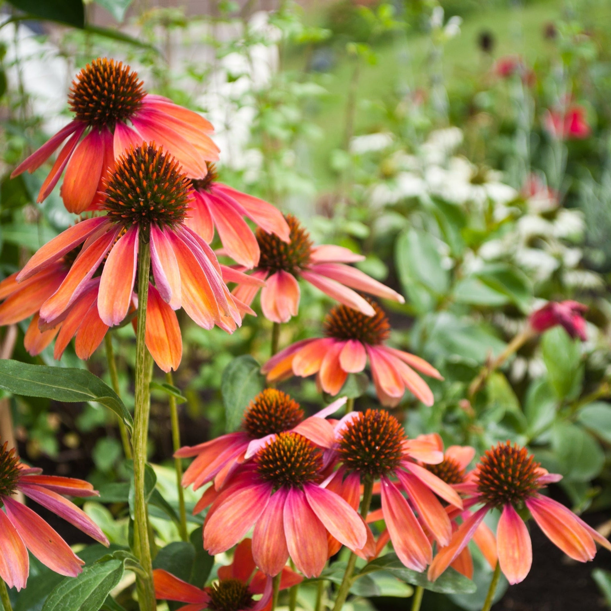 Echinacea purpurea 'Cheyenne Spirit' 9cm / 2L