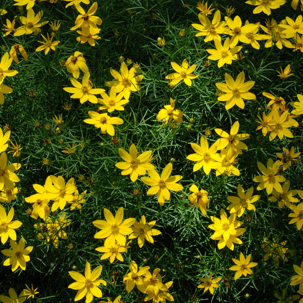 Bidens ferulifolia 'solaire' (9cm)