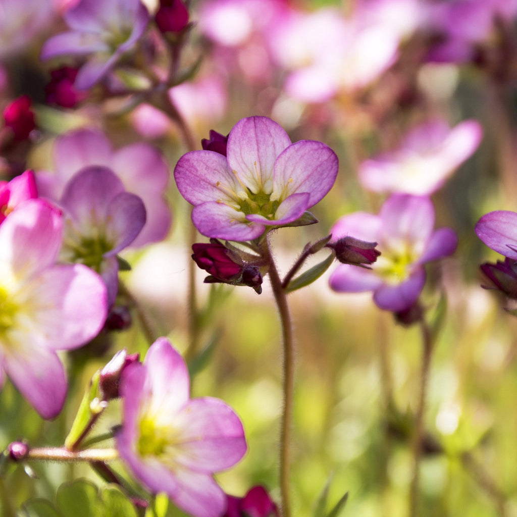 Saxifraga x Arendsii 'Alpino Pink' Perennial 14cm, 1.5L