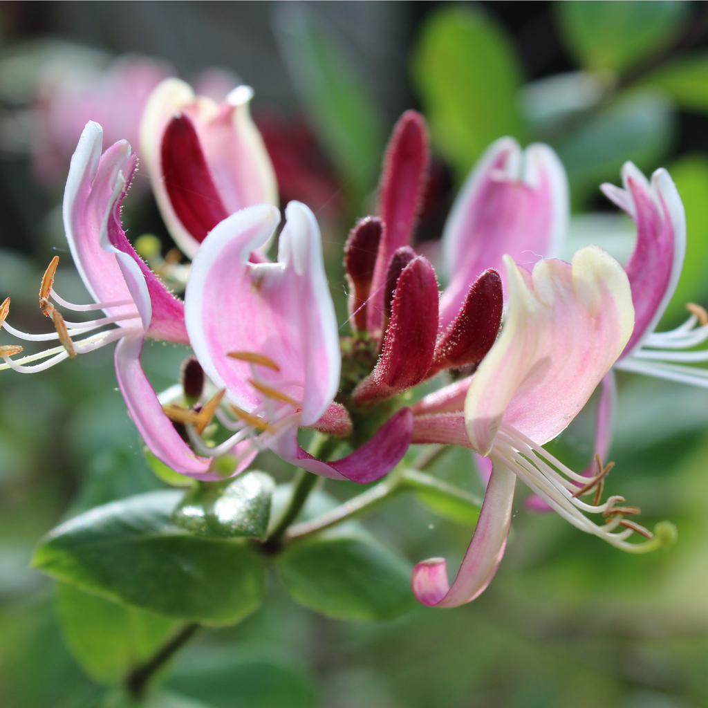 Honeysuckle periclymenum 'Belgica' 60-70cm