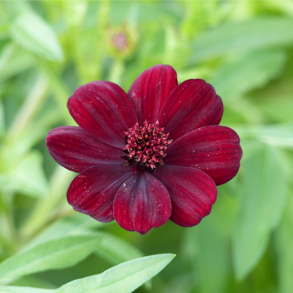 Cosmos 'Cherry Chocolate' 9cm