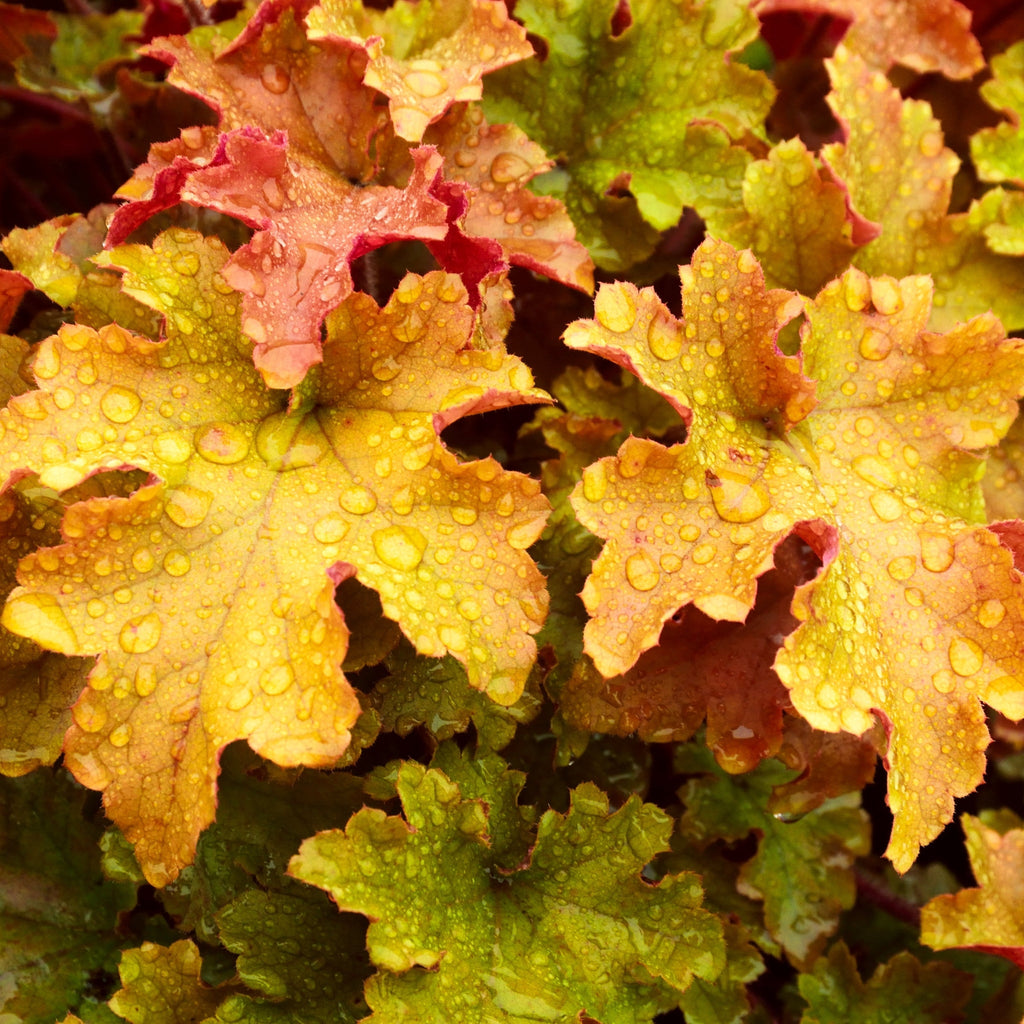 Heuchera 'Marmalade' 2L