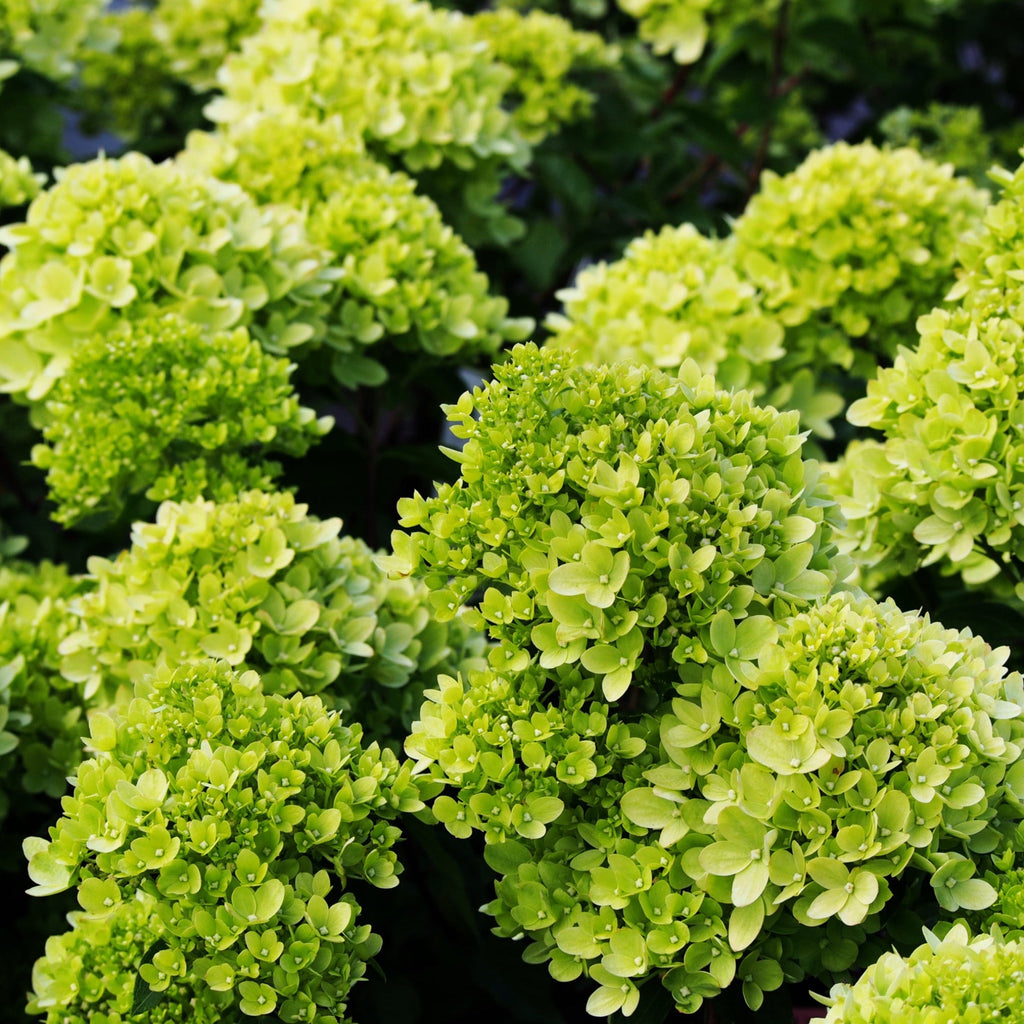 Hydrangea paniculata 'Little Lime' 3L / 5L