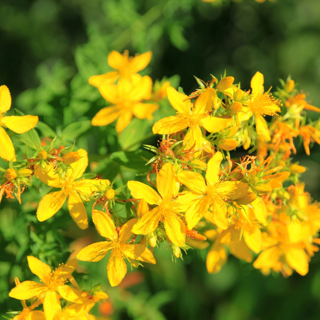 Hypericum olympicum Citrinum 1L