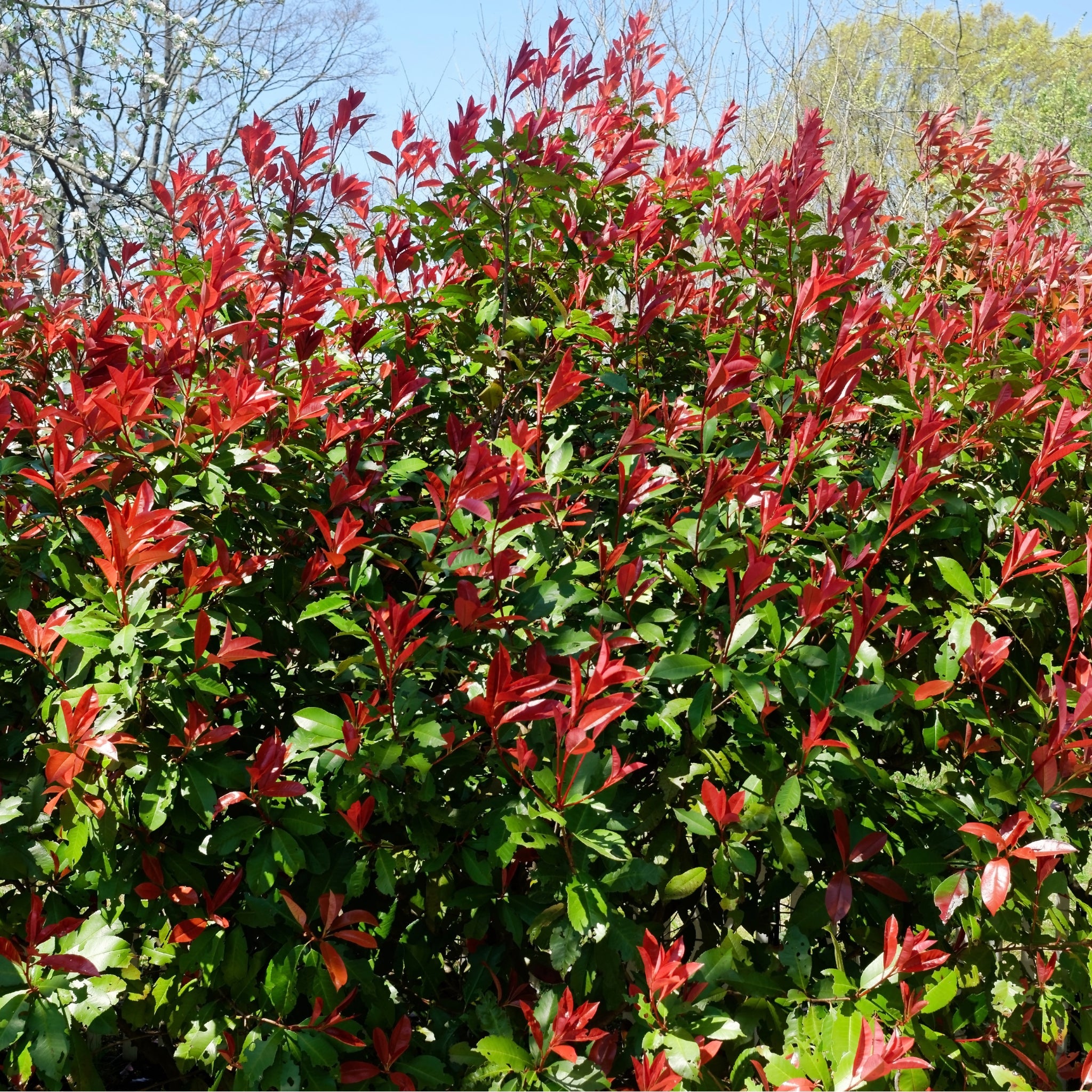 Photinia 'Carre Rouge' 80-90cm (5L)