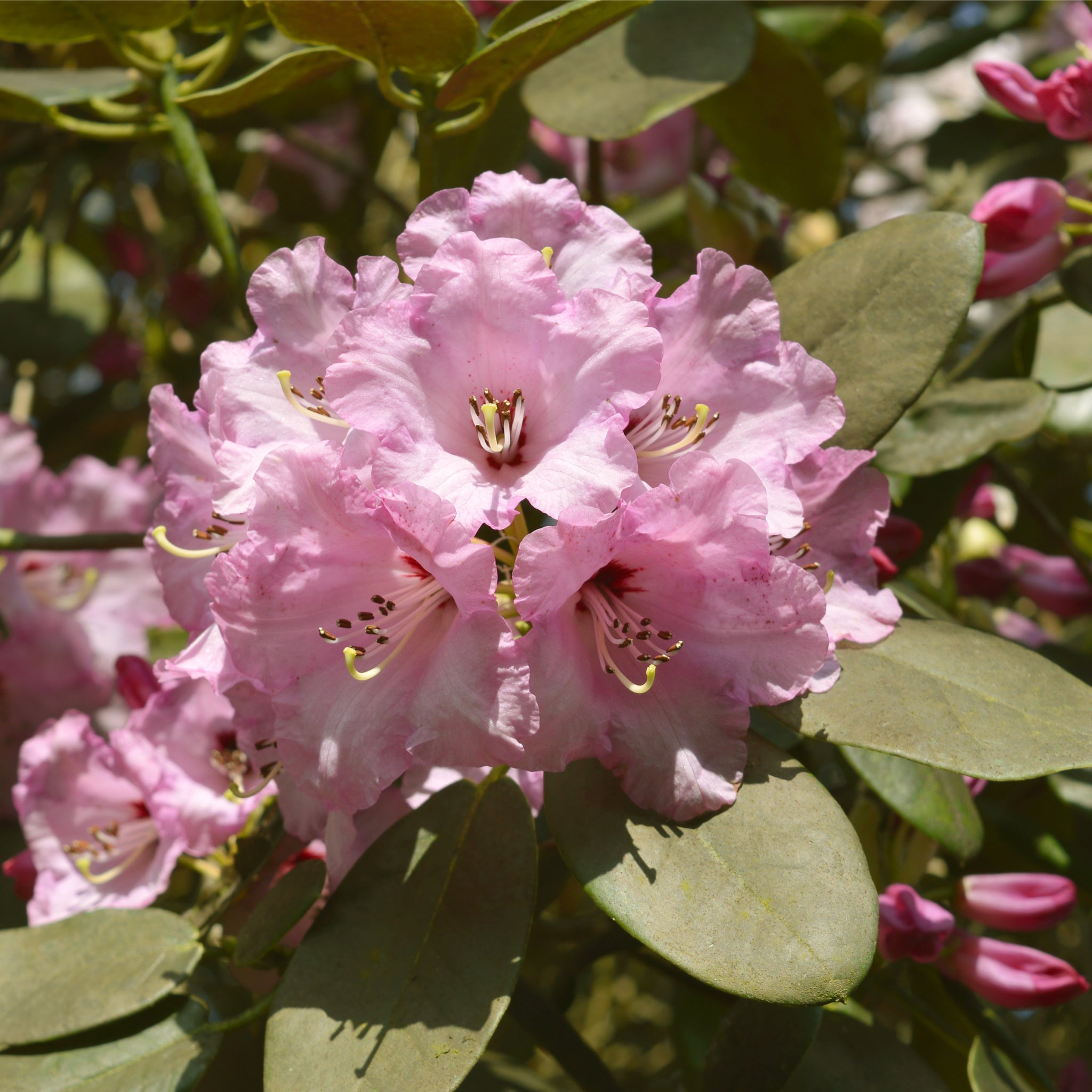 Rhododendron 'Christmas Cheer' 5L | Flowers Late Winter/Early Spring