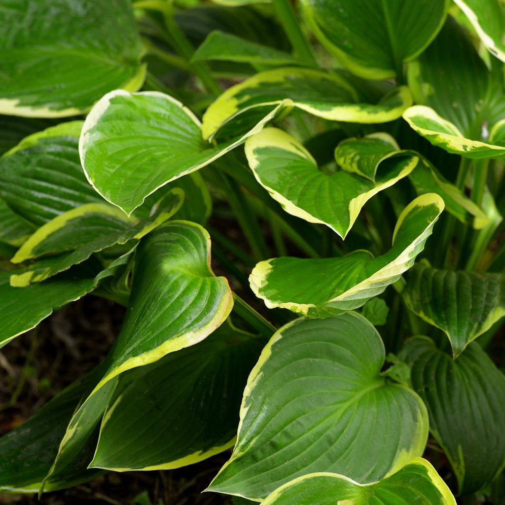 Hosta 'Aureomarginata' 2L