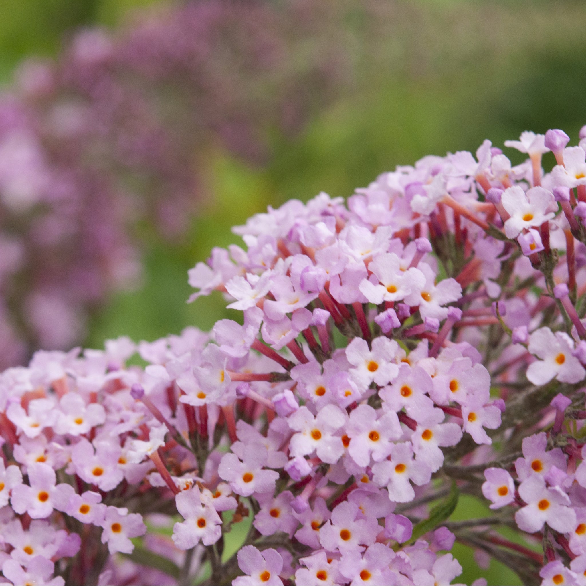 Buddleja davidii 'Pink Delight' 9cm/1L