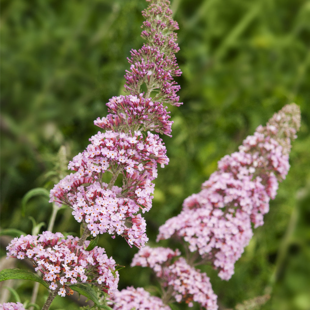 Buddleja davidii 'Pink Delight' 9cm/1L