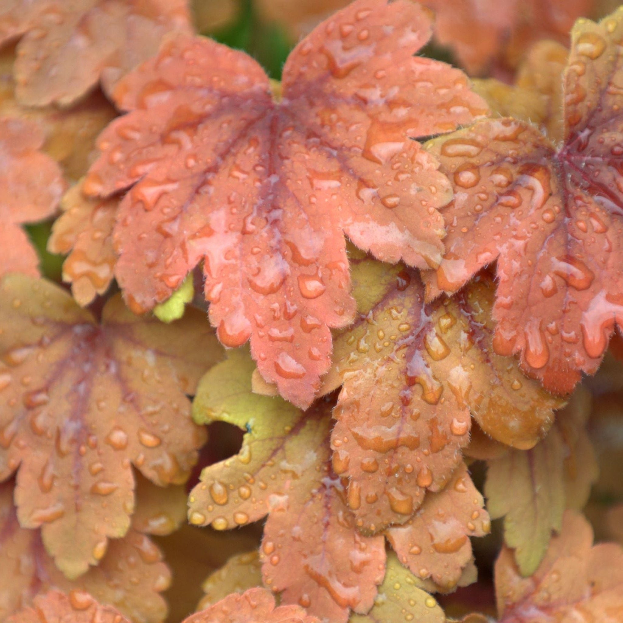 Heucherella 'Sweet Tea' 2L