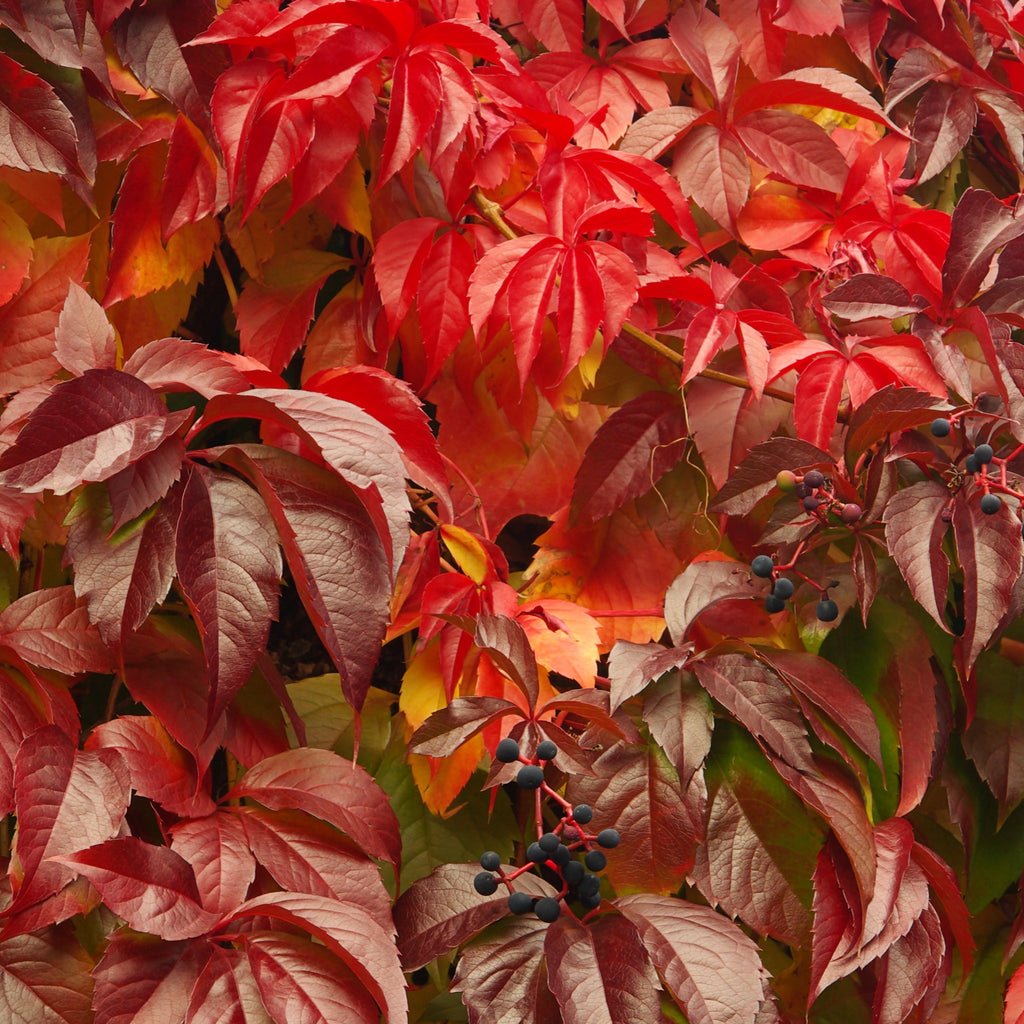 Parthenocissus quinquefolia 'Virginia Creeper' 2L