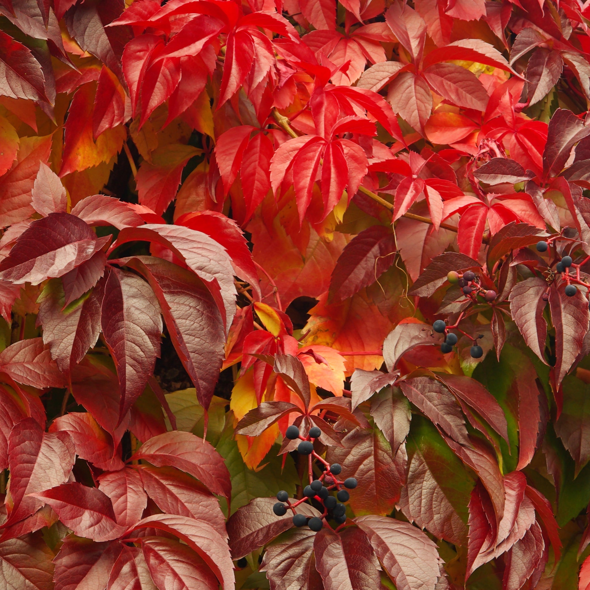 Parthenocissus quinquefolia 'Virginia Creeper' 2L
