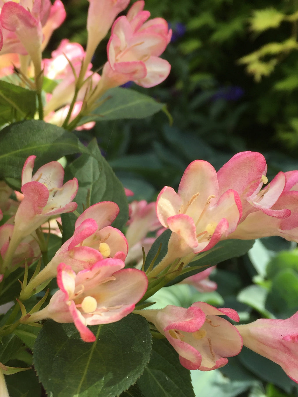 Weigela 'All Summer Peach' 9cm