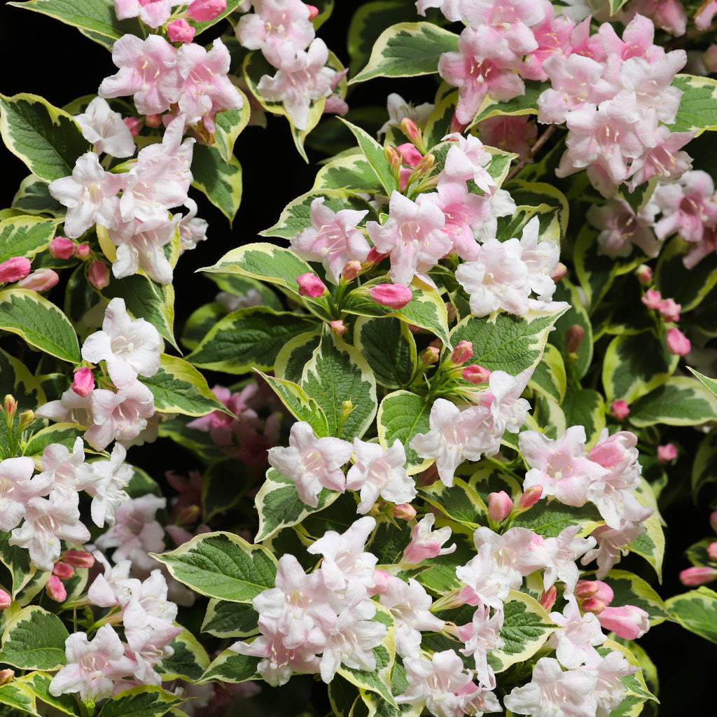 Weigela 'Nana Variegata' 2L