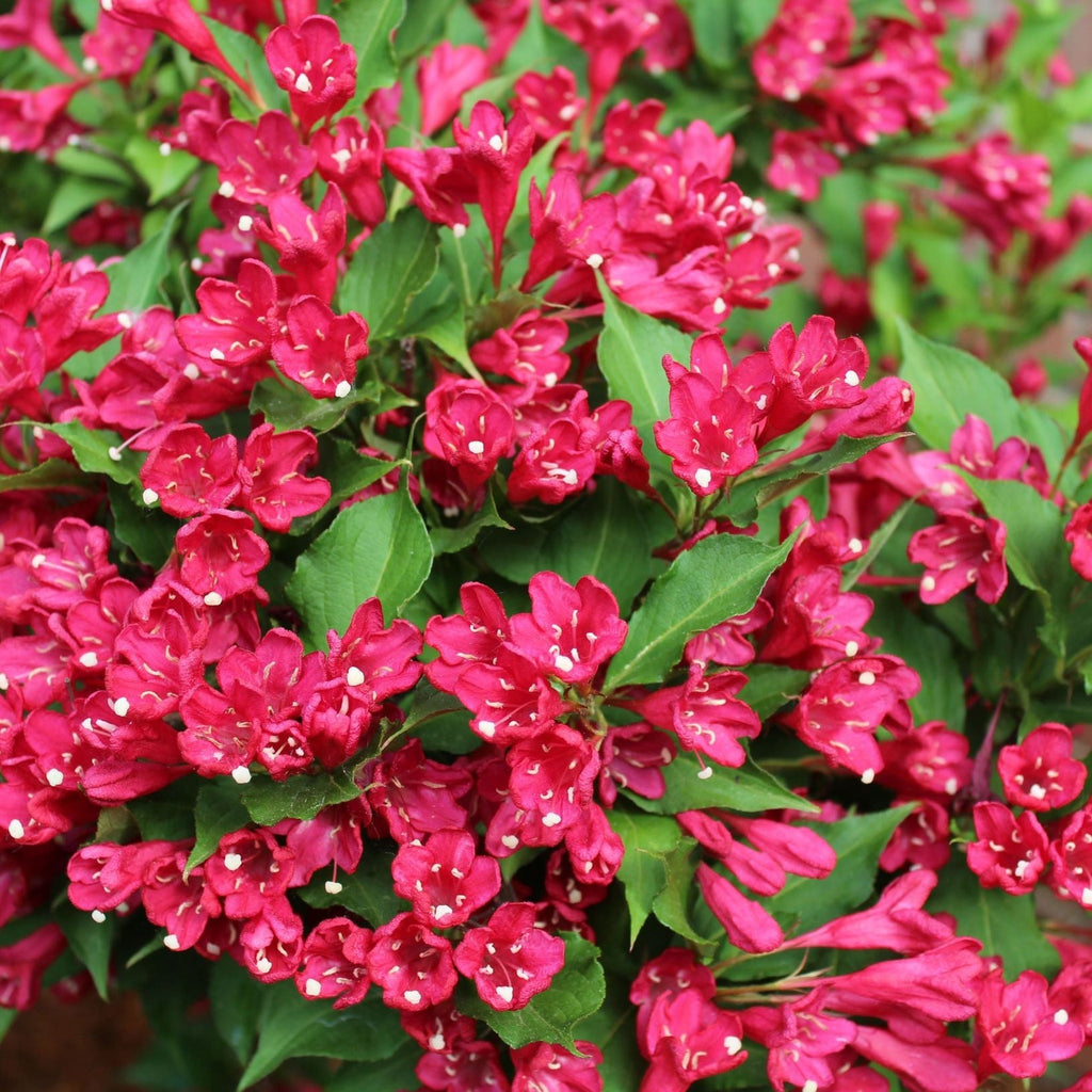 Weigela Florida - Red Prince 9cm / 1L / 2L