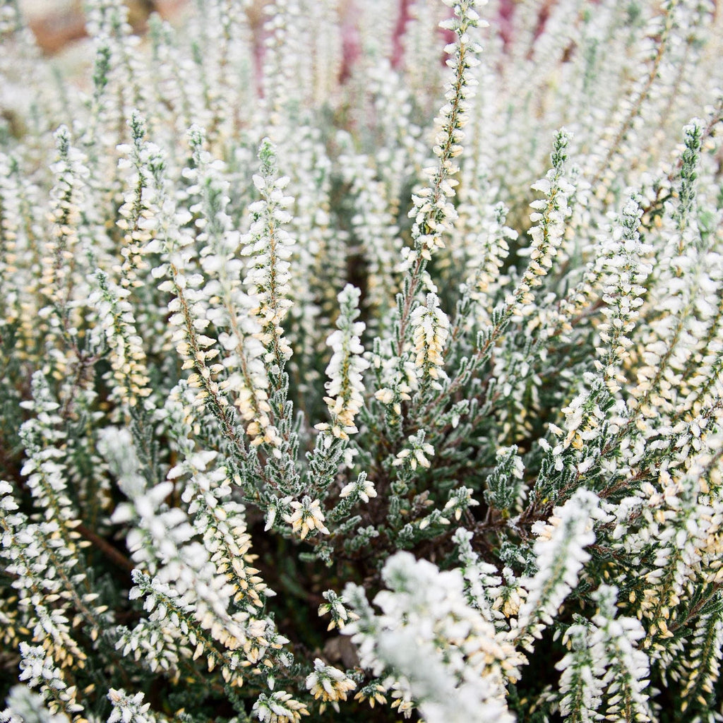 Calluna Heather White (9cm Pot)
