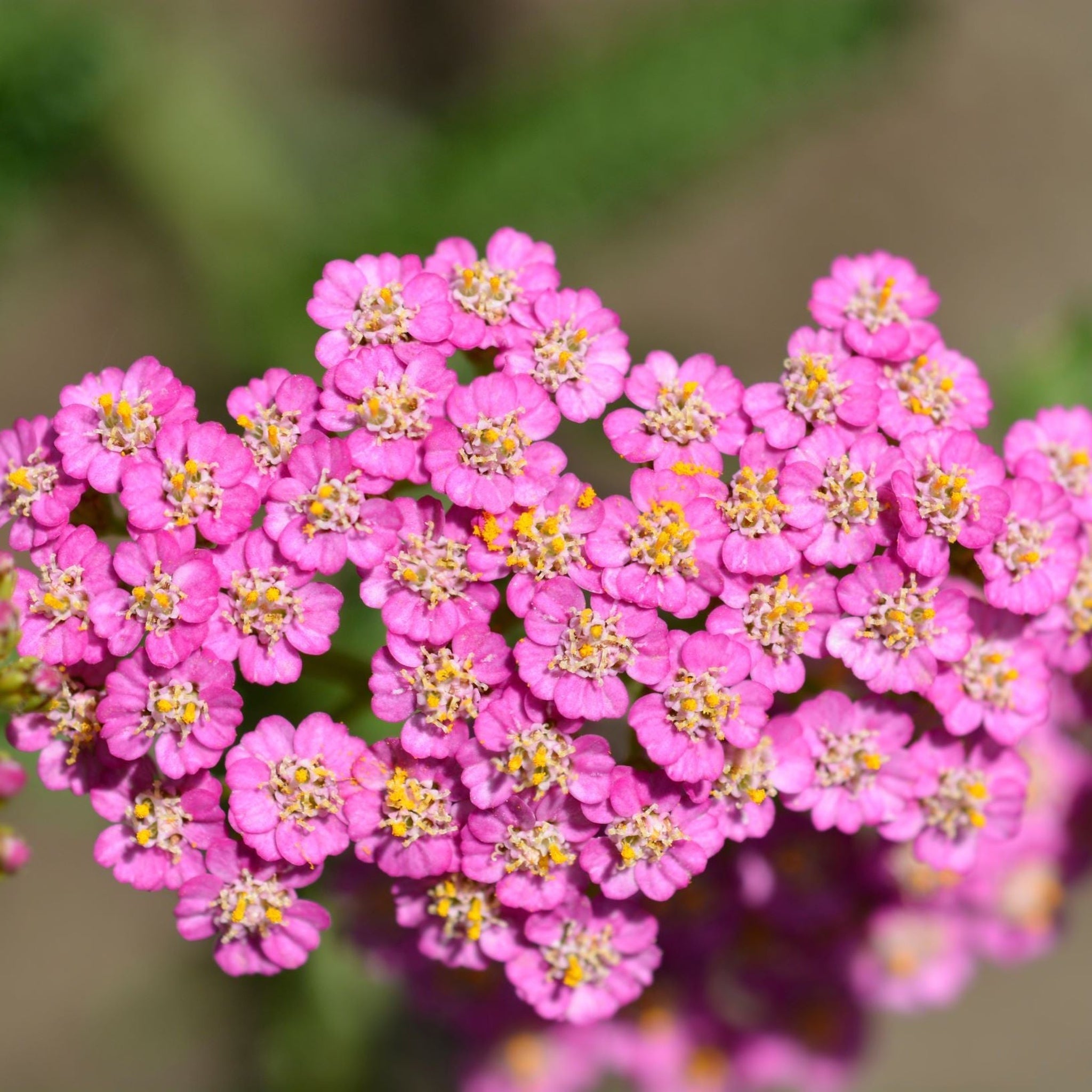 Achillea - Summer Pastels 9cm