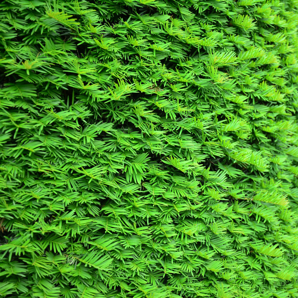 Yew Hedging - Taxus Baccata 9cm/2L